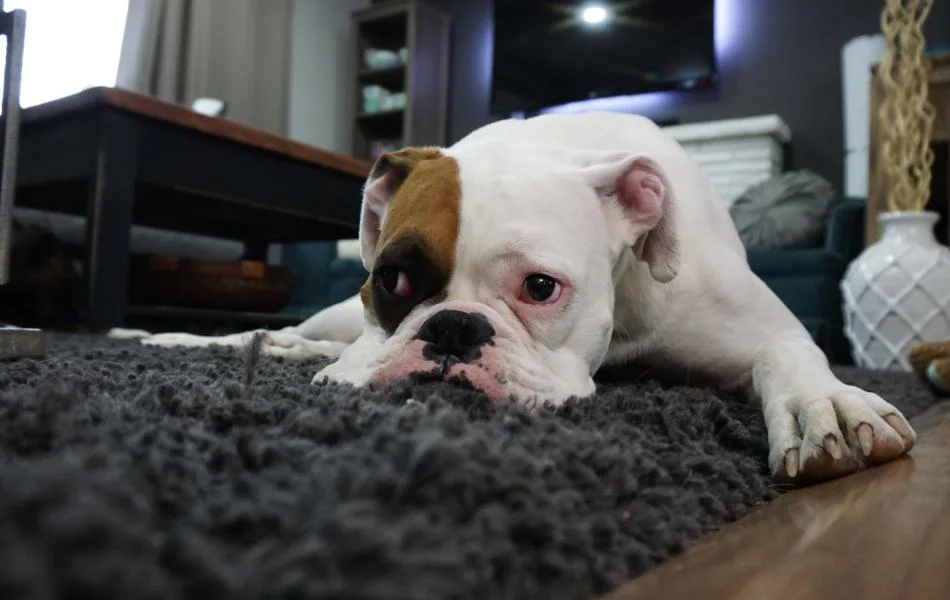 Perro blanco y marr&oacute;n tumbado en una alfombra gris en la sala de estar.