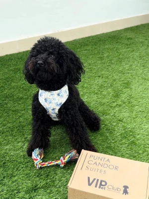 Petfriendly - Punta Candor Suites - HACE