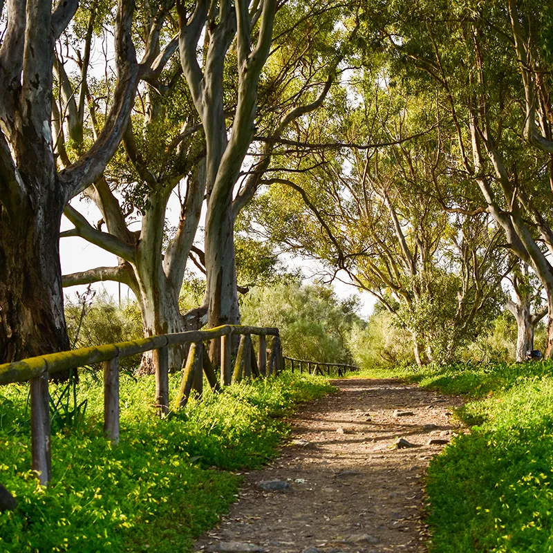 Camino de tierra entre &aacute;rboles verdes, con valla de metal a la izquierda