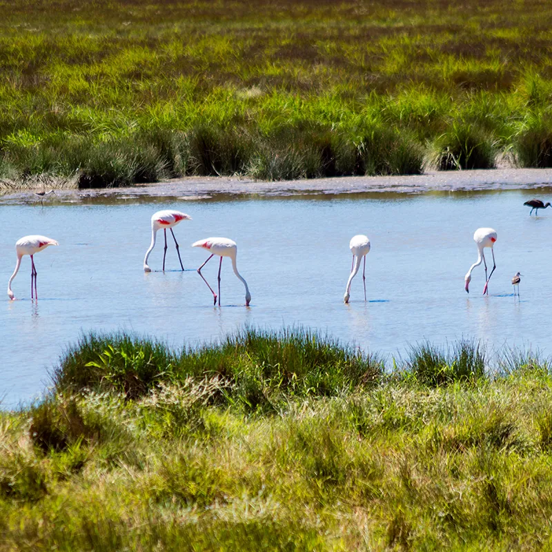Flamencos rosados caminando en una laguna entre pastizales verdes