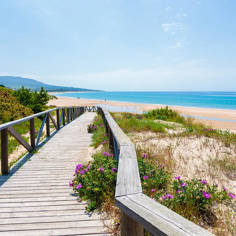 Sendero de madera entre dunas y flores hasta una playa de aguas azules