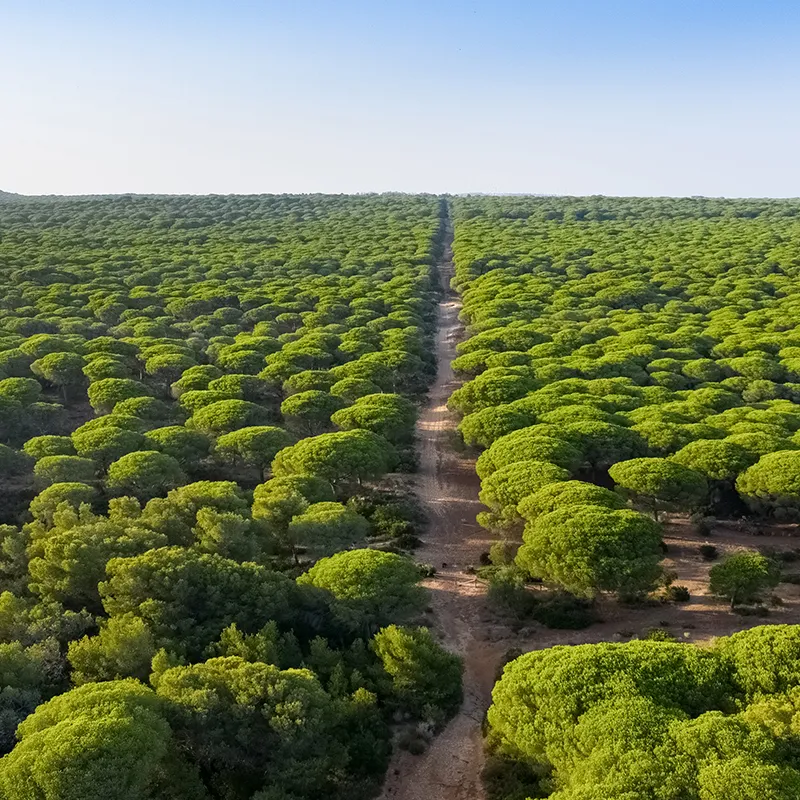 Sendero entre bosques verdes con &aacute;rboles frondosos y cielo despejado