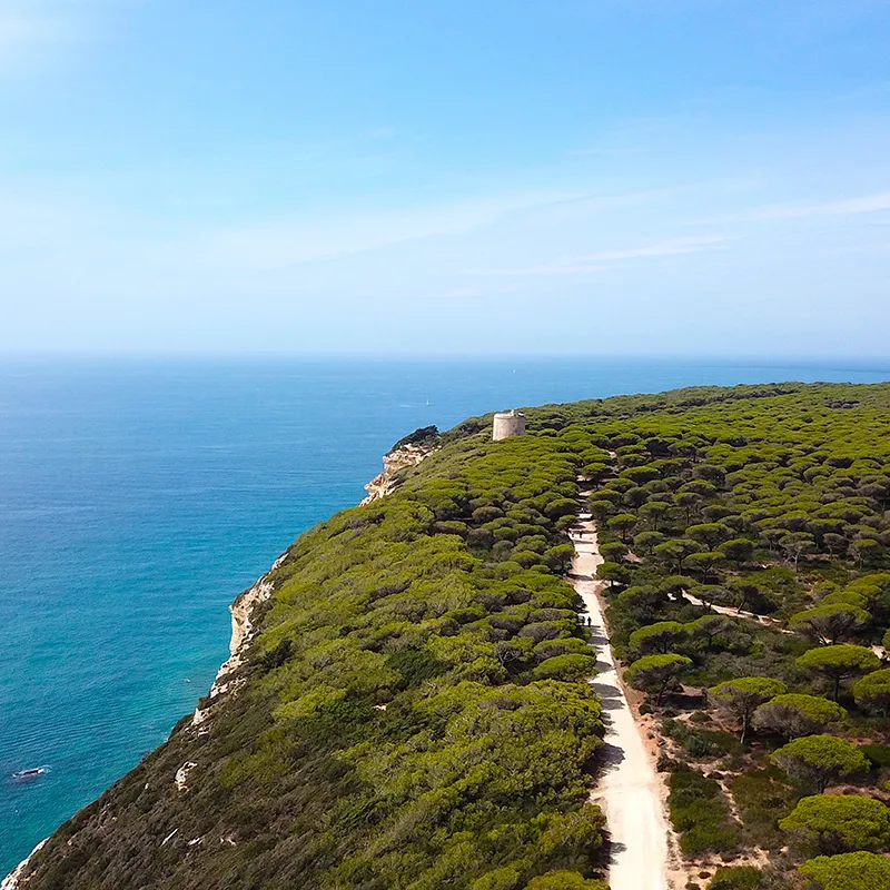 Camino costero en acantilado con matorral verde y mar azul al fondo