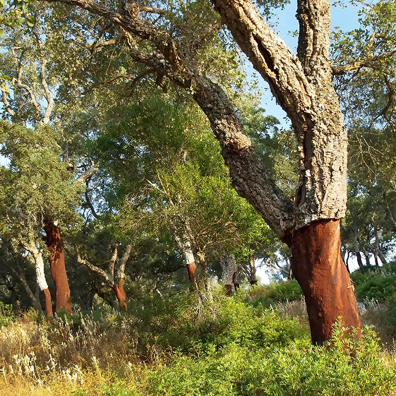 &Aacute;rboles altos con troncos rojizos y ramas gruesas en un bosque verde