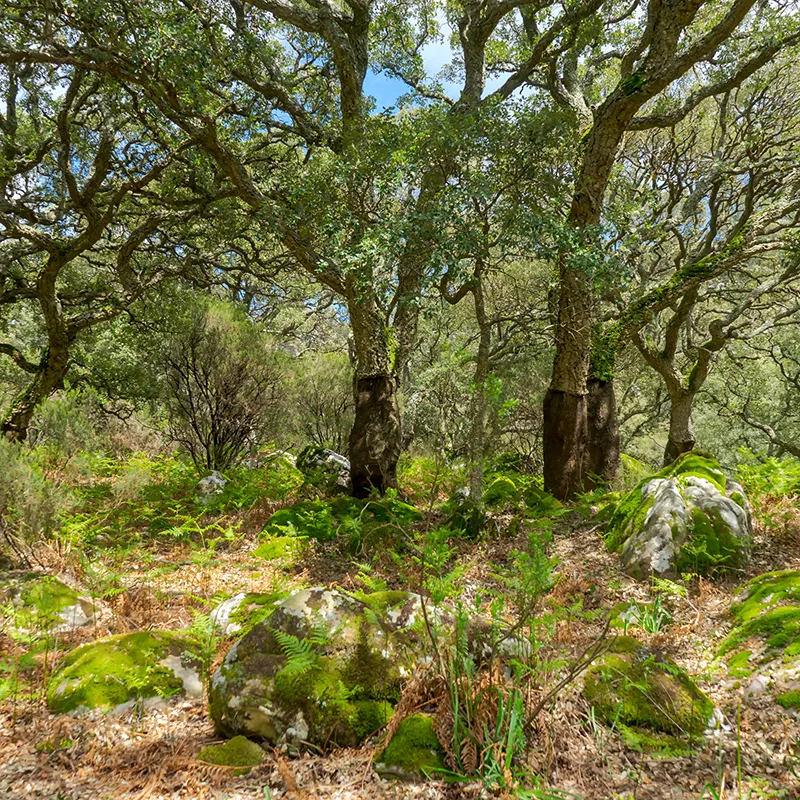 Bosque verde con rocas cubiertas de musgo y &aacute;rboles retorcidos bajo el sol