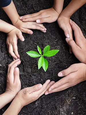 Manos formando un c&iacute;rculo alrededor de una planta verde sobre tierra.