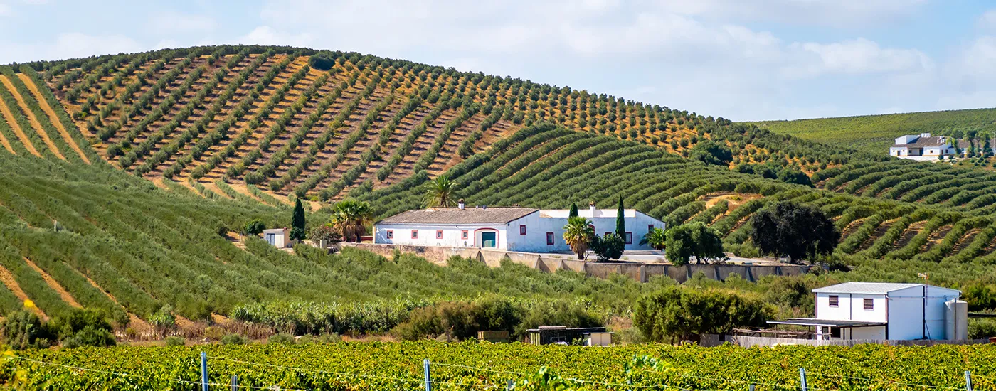 Vi&ntilde;edos en ladera con una finca blanca entre colinas y palmeras