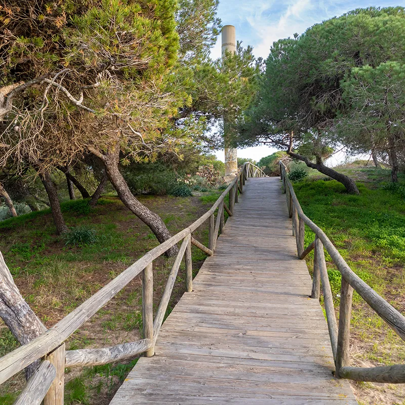 Pasarela de madera en un parque con pinos y una chimenea al fondo