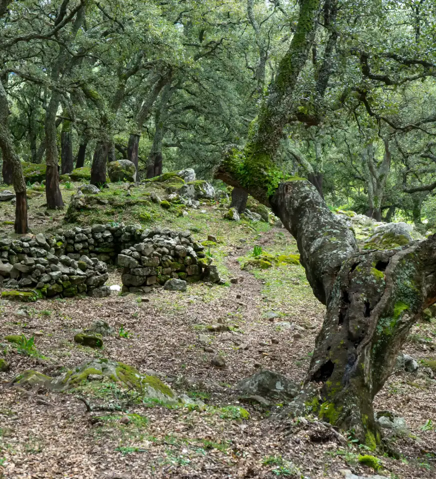 Bosque con &aacute;rbol ca&iacute;do y muro de piedras cubierto de musgo.