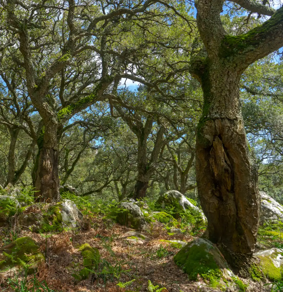 Bosque con &aacute;rboles frondosos y musgo bajo un cielo azul.