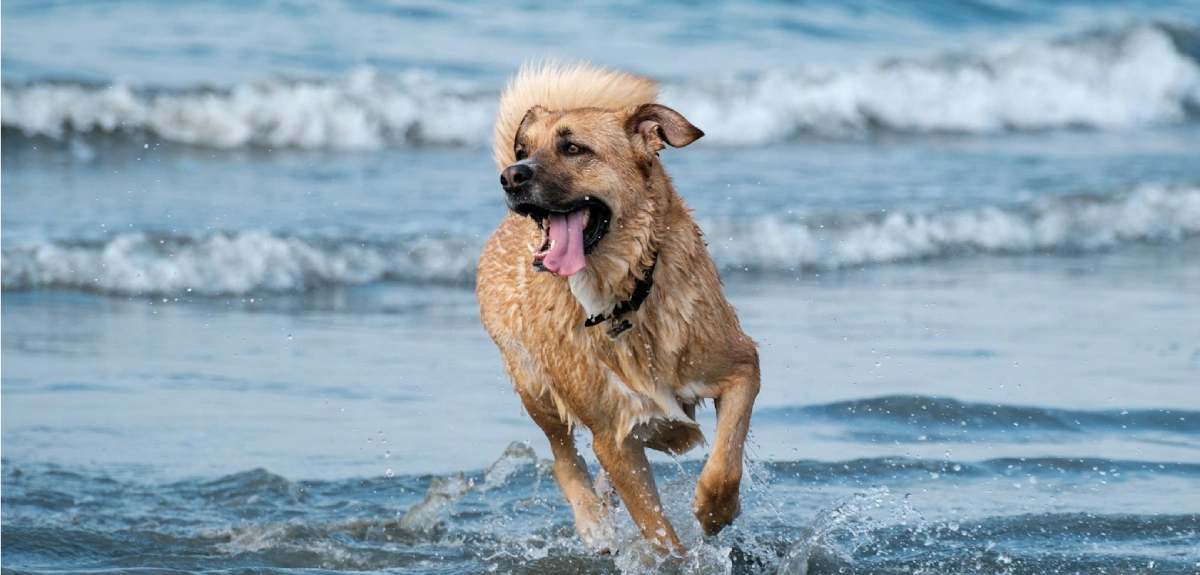 Perro corriendo y jugando en la playa con olas al fondo.