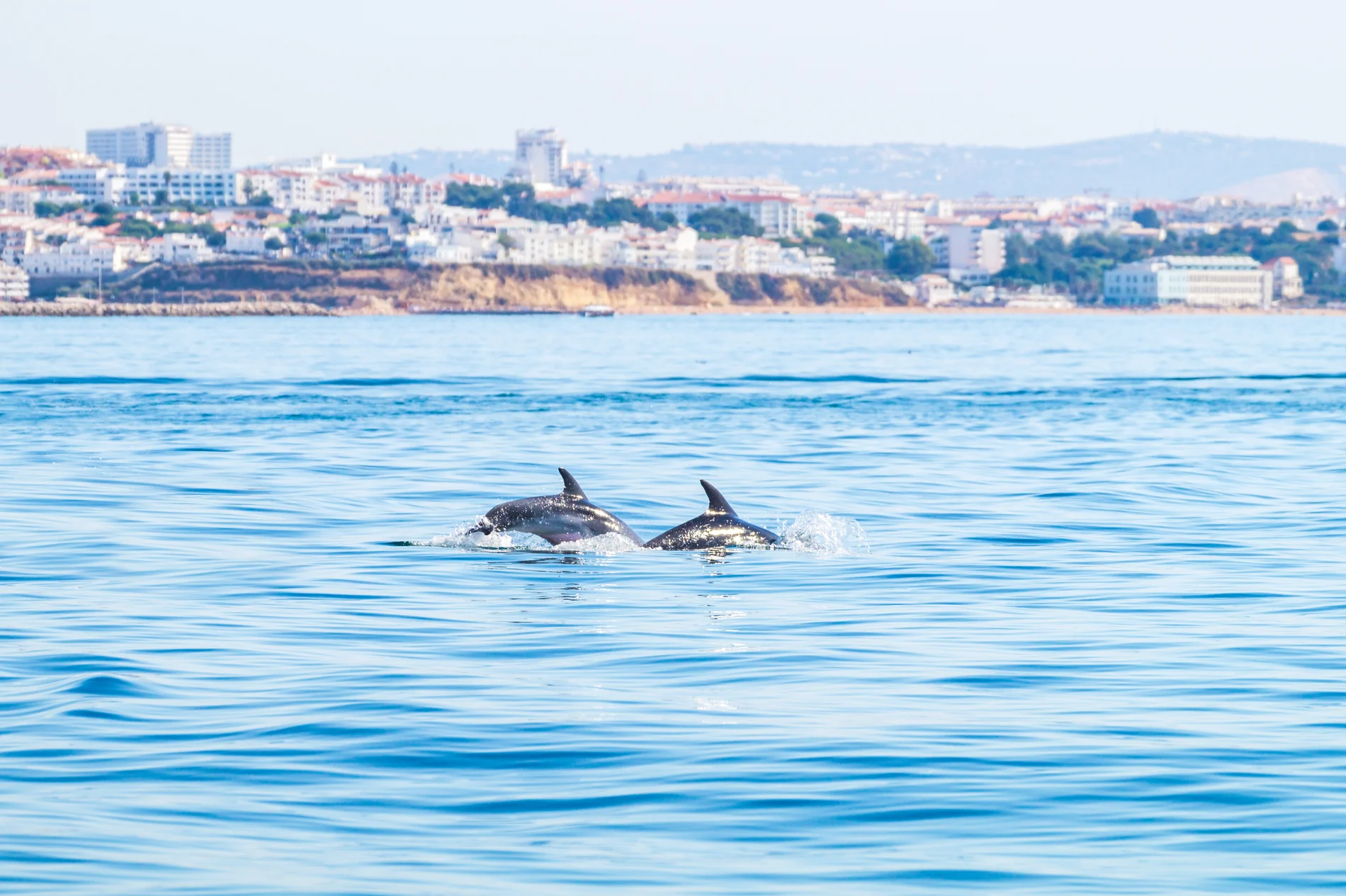 Dois golfinhos nadando no mar com a cidade ao fundo.