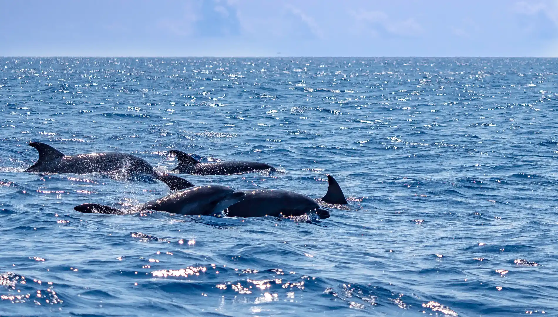 Golfinhos nadando no mar em um dia ensolarado.
