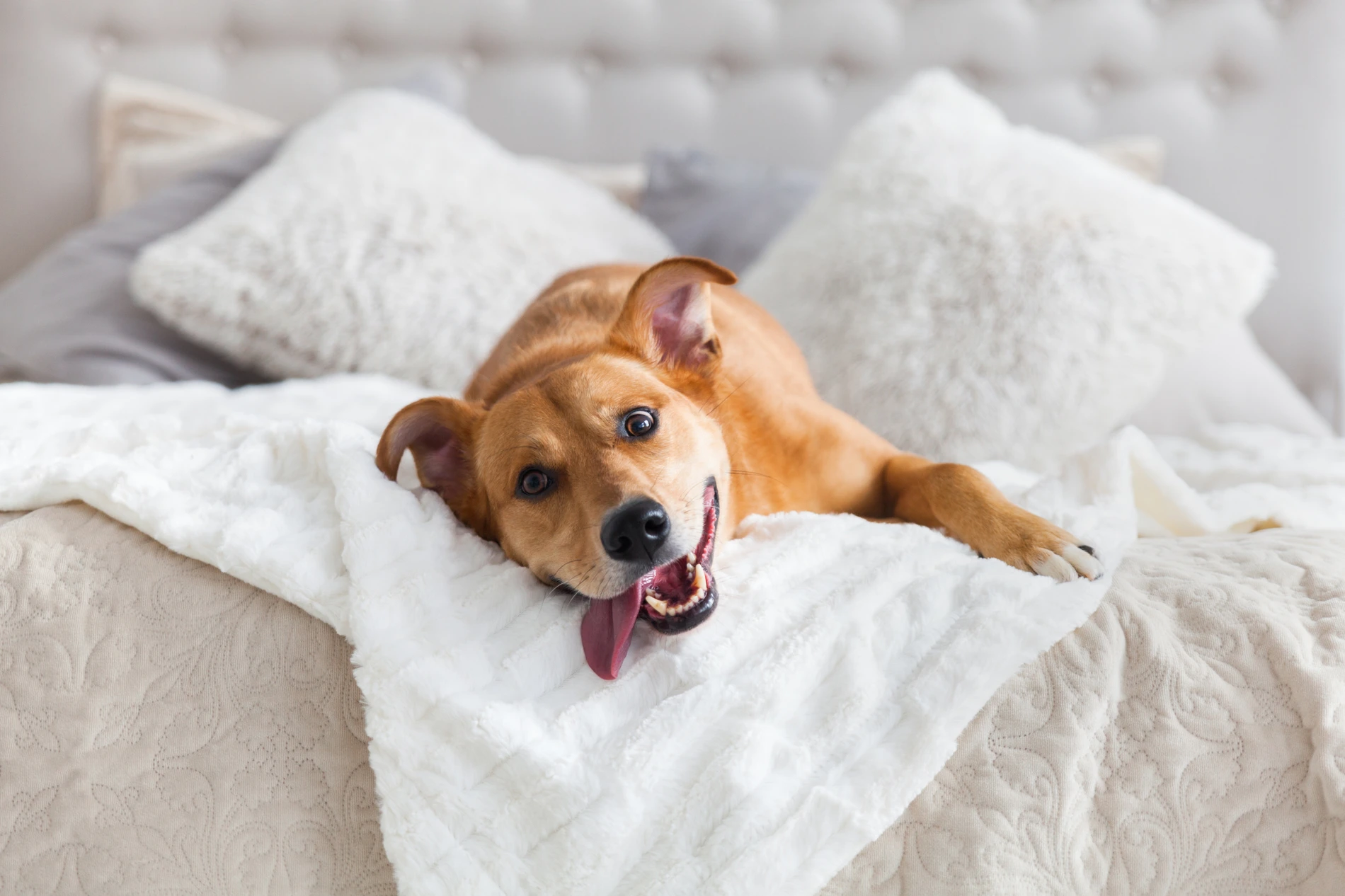 Cachorro feliz deitado em cama com cobertas macias e brancas.
