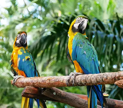 Two colorful parrots perched on a branch in a tropical setting.