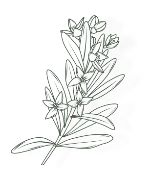 Ilustra&ccedil;&atilde;o de um ramo de alecrim desenhado em estilo esbo&ccedil;ado.