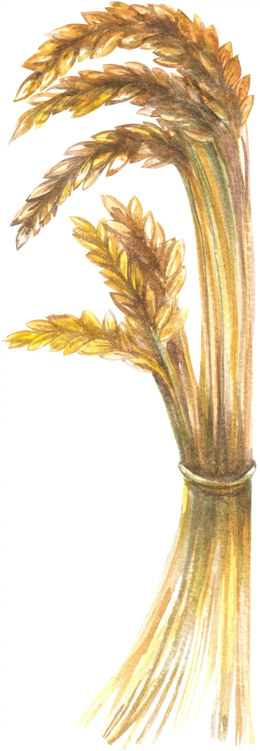 Ilustra&ccedil;&atilde;o de um feixe de trigo dourado amarrado.