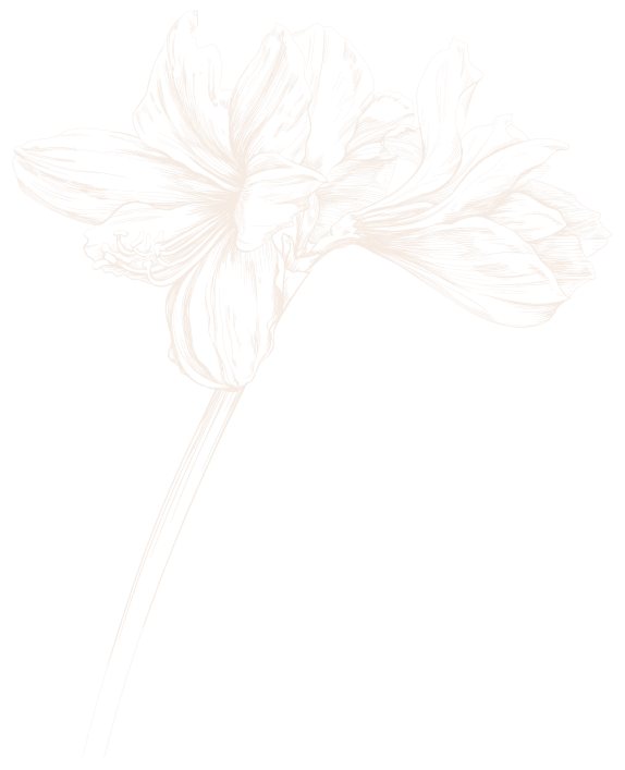 Ilustra&ccedil;&atilde;o de uma flor estilizada com contornos em linha marrom.