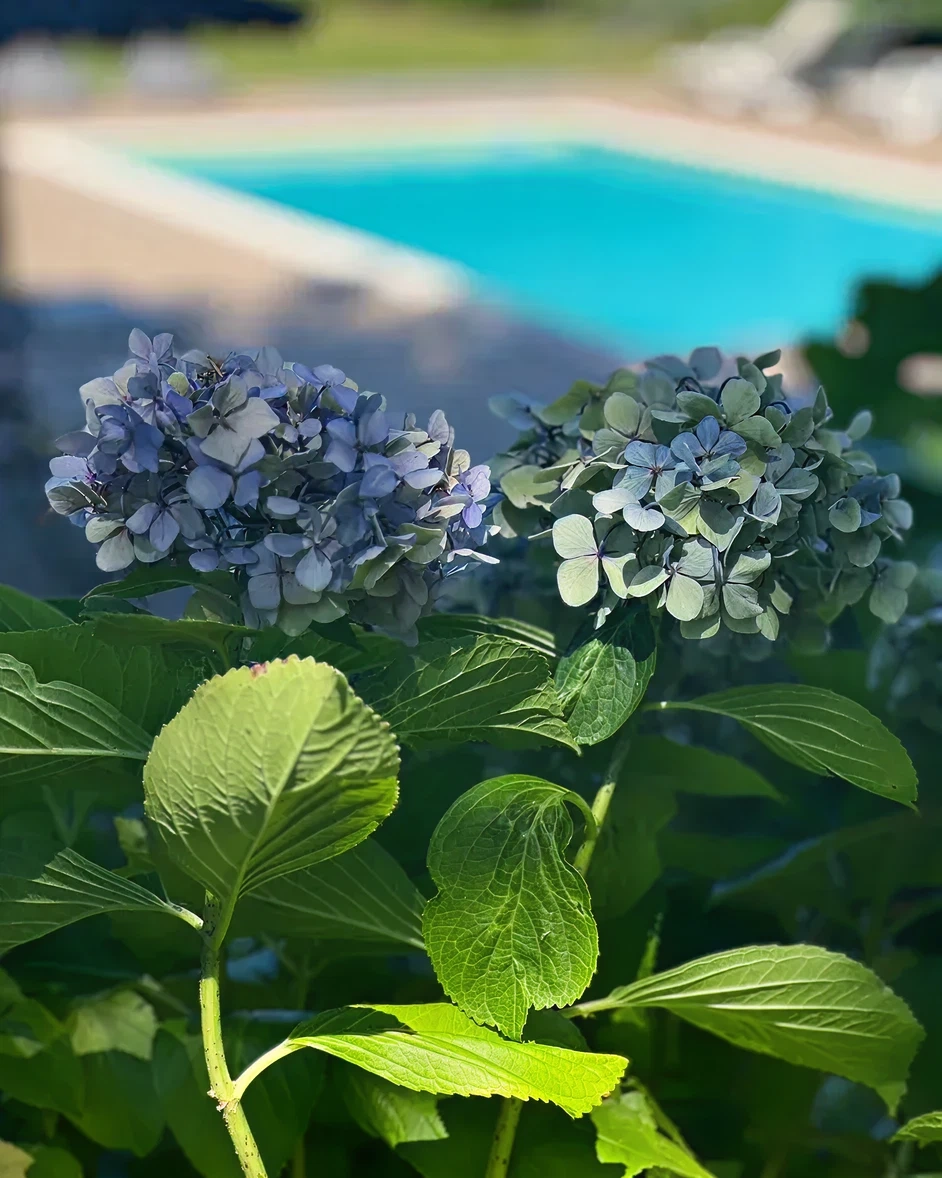 Hort&ecirc;nsias com piscina ao fundo em um dia ensolarado.