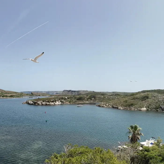 Lago con gaviota volando, cielo azul y vegetaci&oacute;n alrededor.