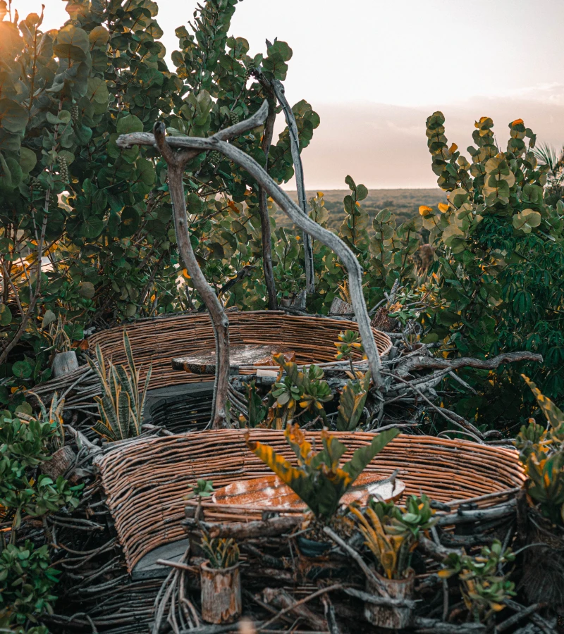 Rooftop wooden nests surrounded by lush greenery at sunrise.