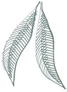 Hoja azul verdosa con forma de ala.