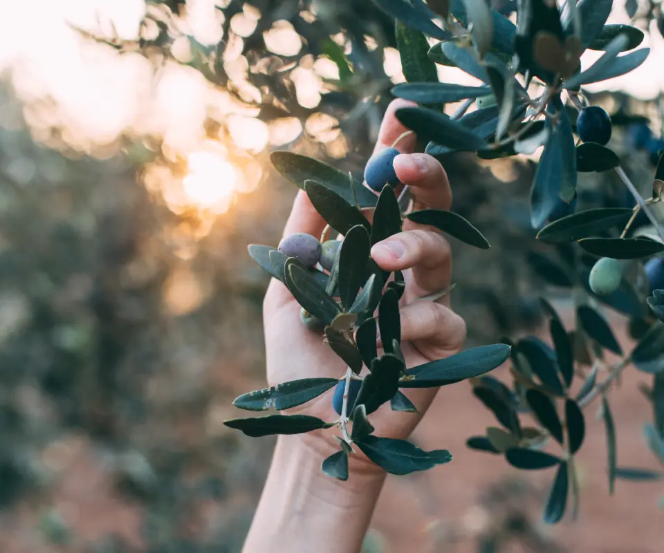 Mano cosechando aceitunas en un &aacute;rbol al atardecer.