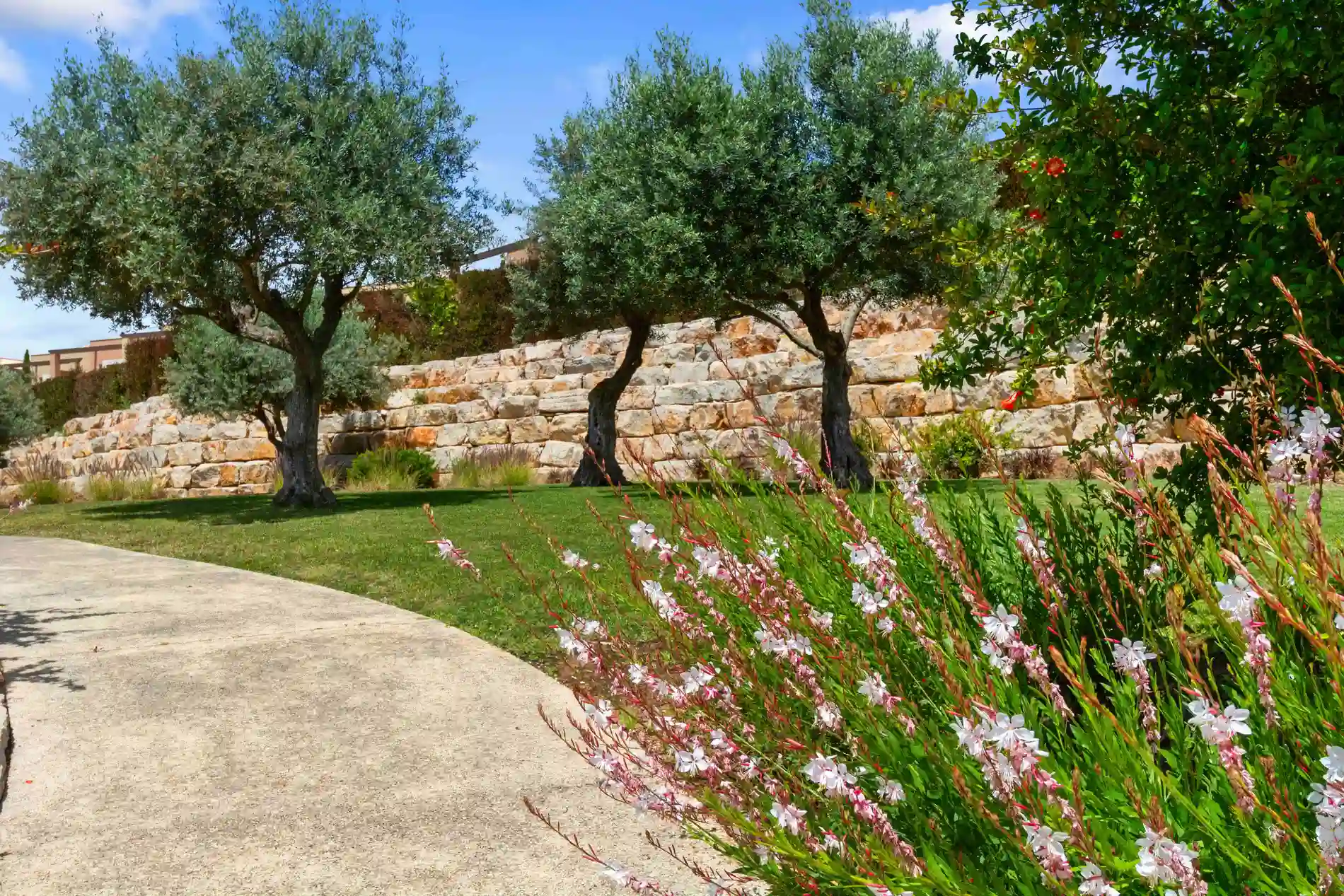 Stone wall, lush lawn, blooming flowers, olive trees under a blue sky.