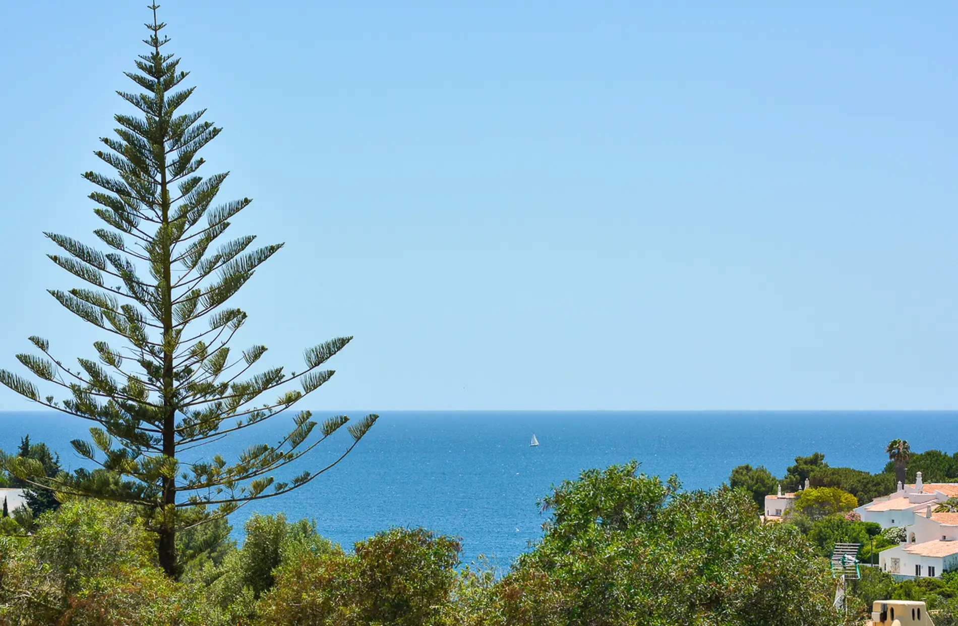 Tall tree and houses overlooking a calm sea with a sailboat.