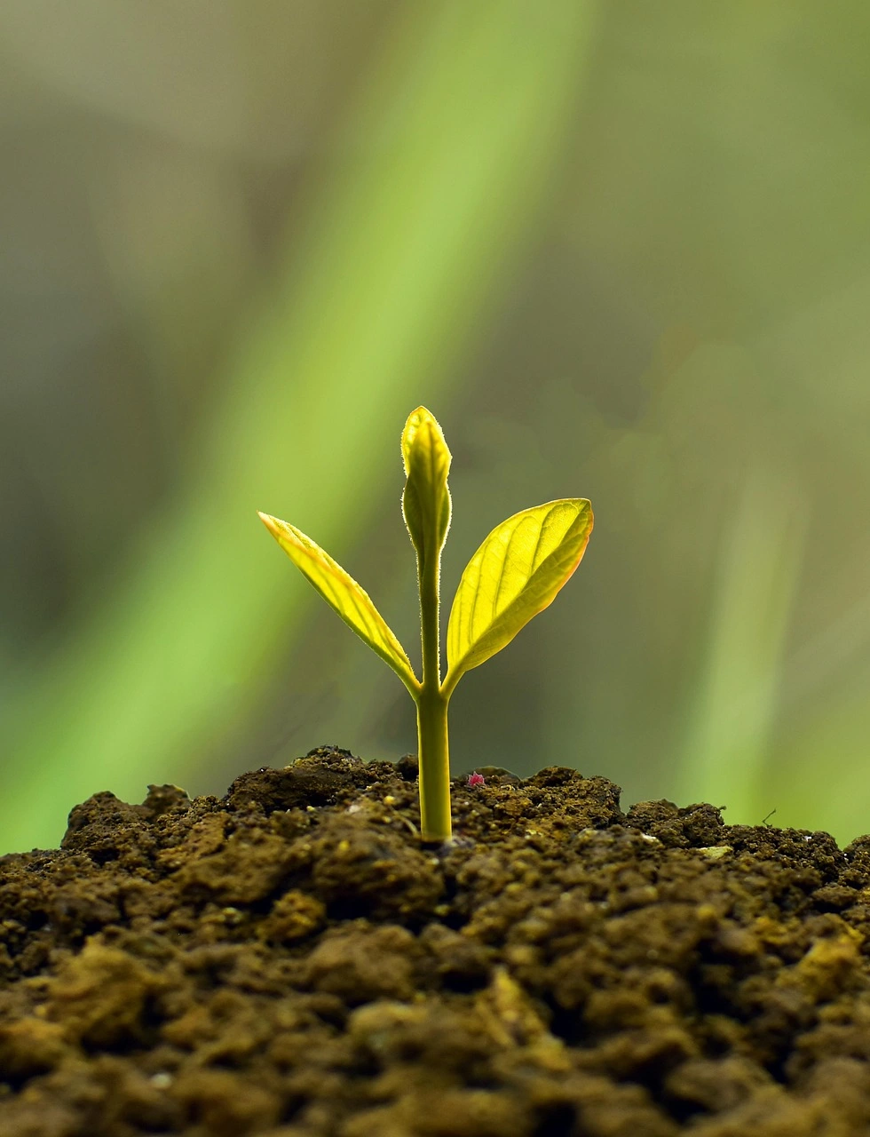 A small green plant sprouting from soil against a blurred background.