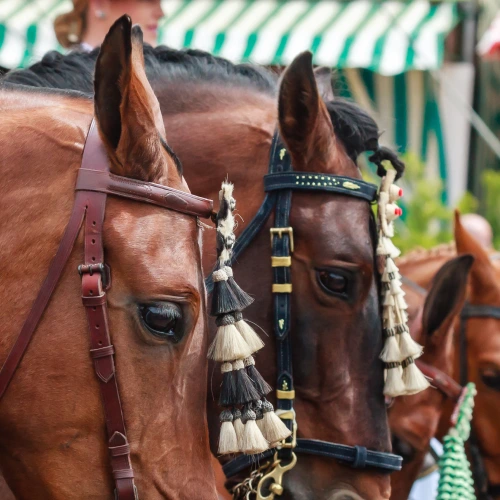 Caballos con adornos en sus cabezas en fila frente a un toldo rayado.