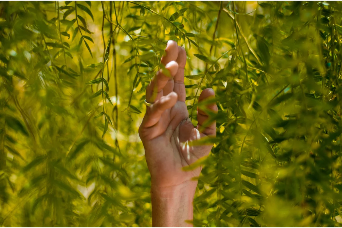 Mano extendida entre hojas verdes colgantes.