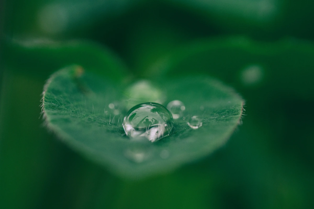 Gota de agua sobre hoja verde en primer plano.
