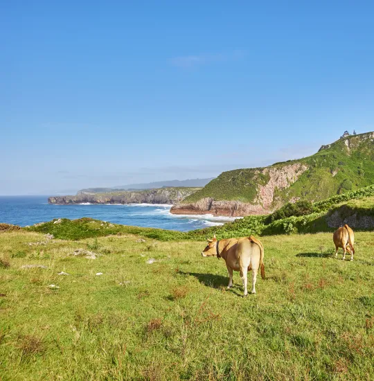 Paisaje costero verde con vacas pastando y acantilados al mar azul