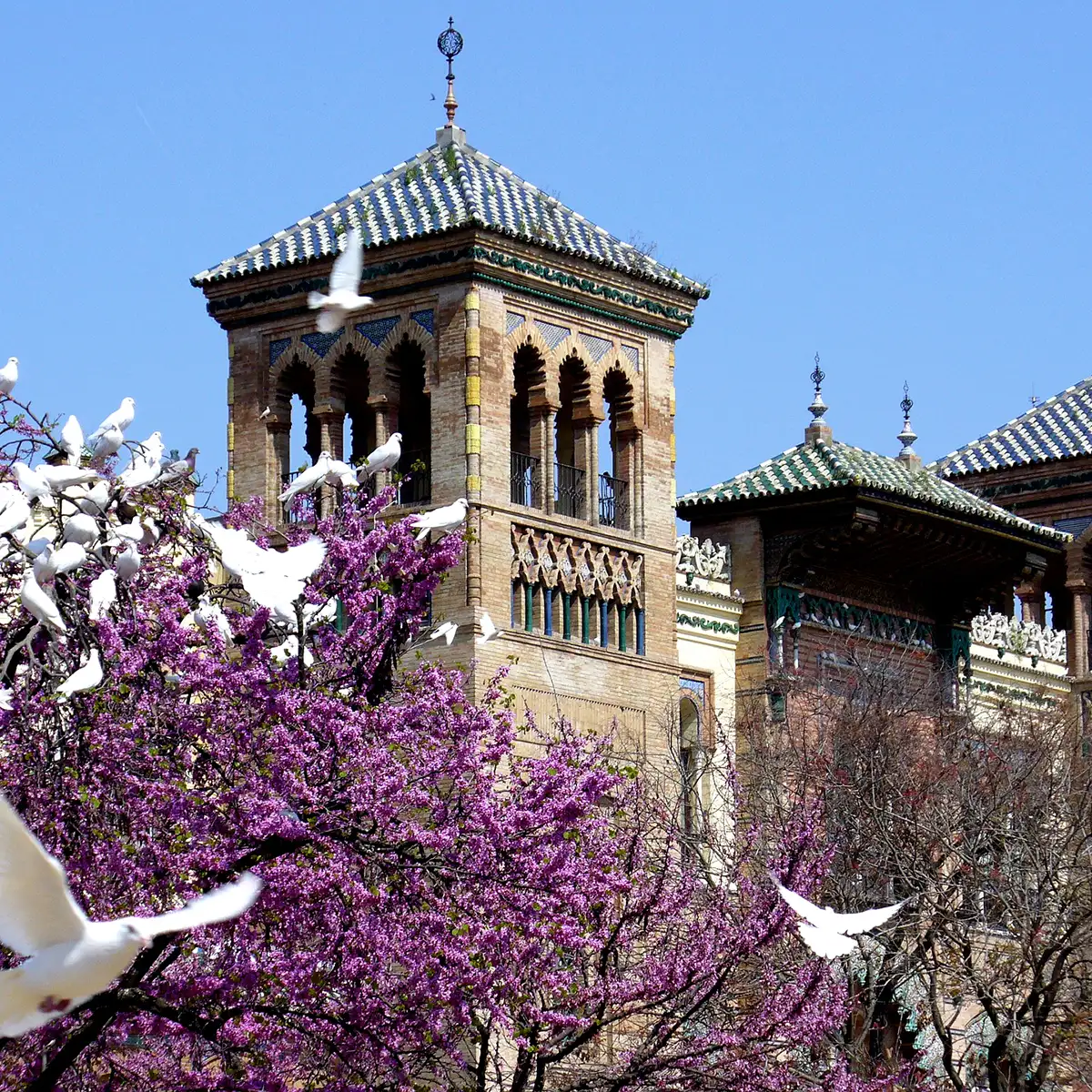 Torre de iglesia con palomas y floraci&oacute;n rosa en el cielo azul