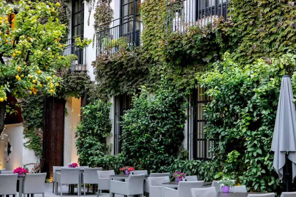 Patio con mesas blancas y paredes cubiertas de enredaderas y limones en macetas