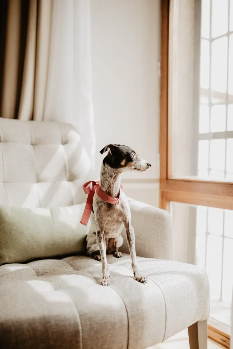Perro peque&ntilde;o con lazo rojo sentado en un sof&aacute; junto a una ventana