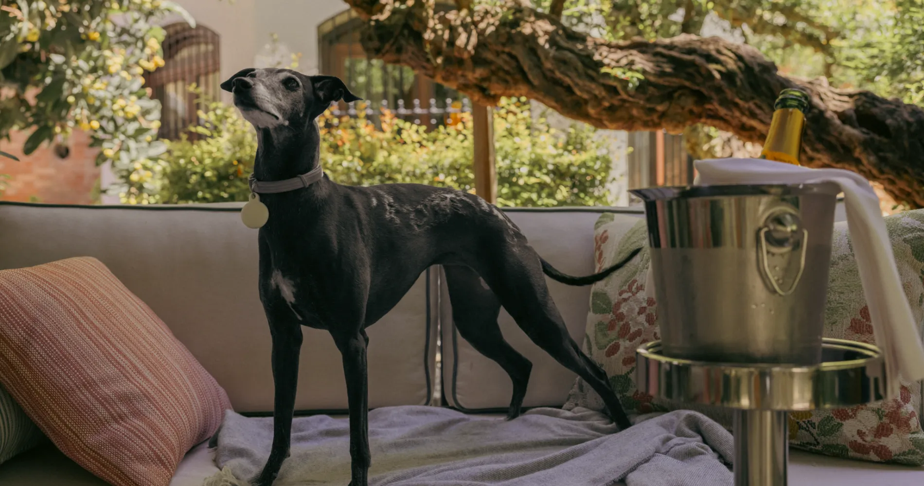 Perro negro con collar, sentado en cojines del sof&aacute; al aire libre, d&iacute;a soleado