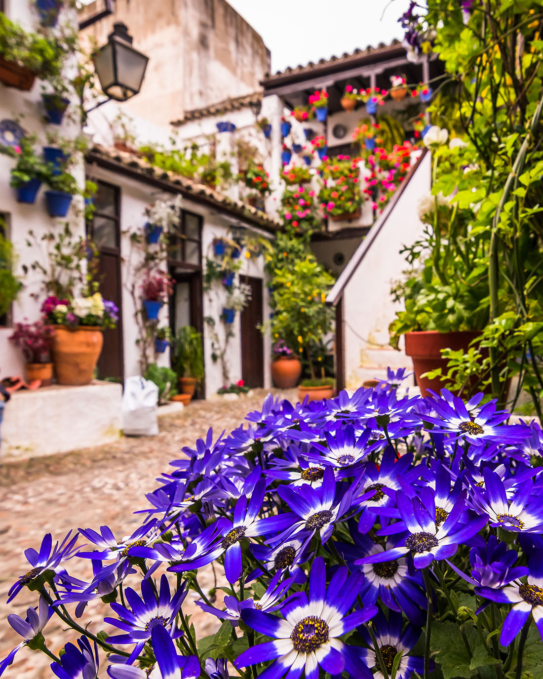 La Fiesta de los Patios de Córdoba: tradición viva entre flores, historia y convivencia - Hospes Hotels