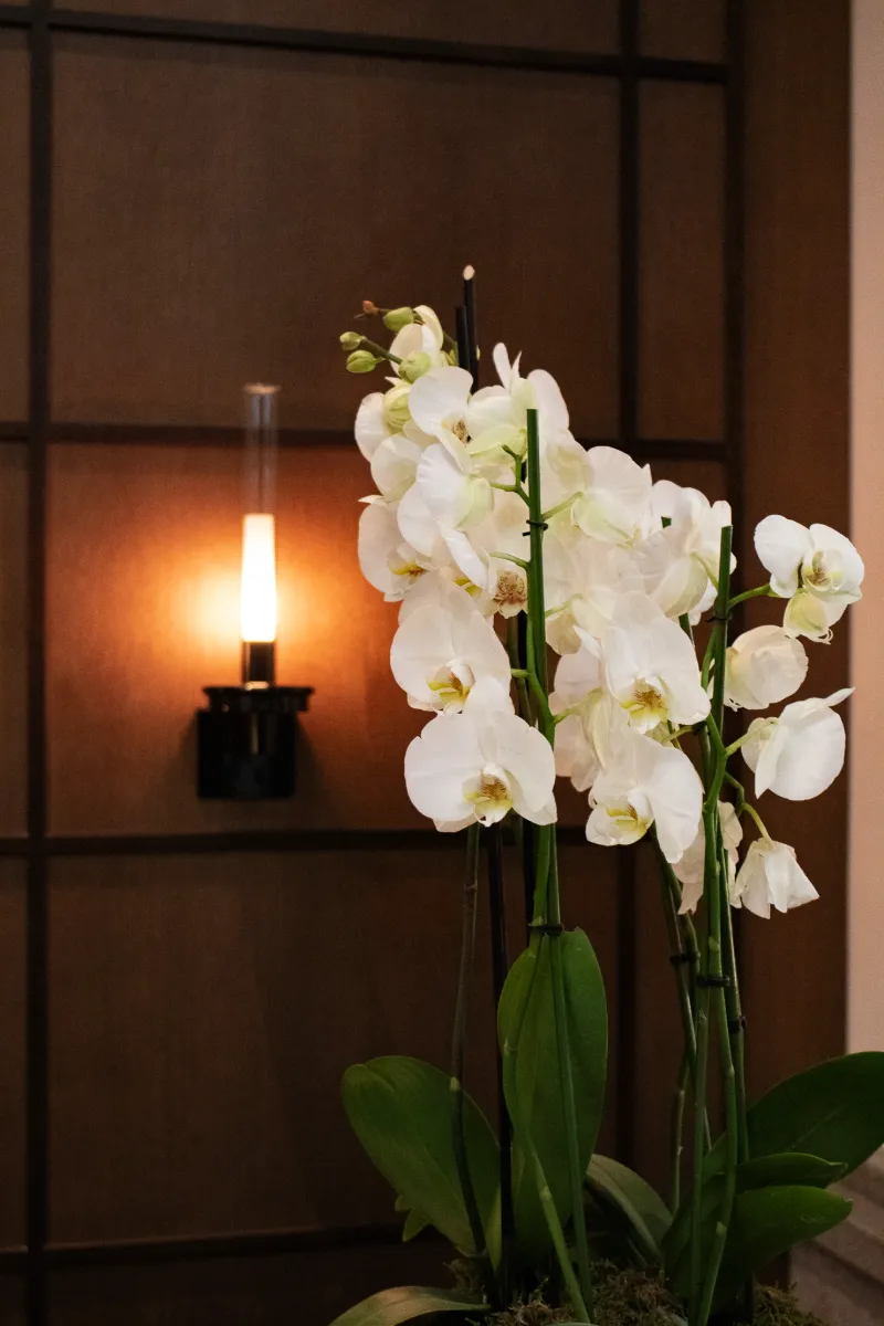 Flores blancas de orqu&iacute;dea con l&aacute;mpara encendida al fondo