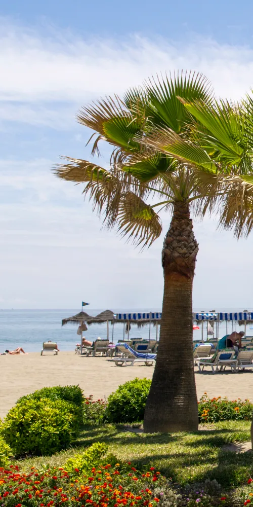 Palmera junto a la playa con tumbonas, sombrillas y flores en primer plano.