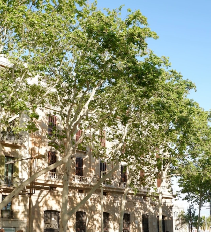 &Aacute;rboles verdes y edificio de ladrillo con balcones al sol