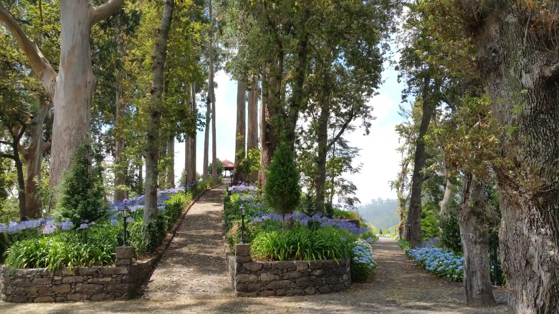 Caminho entre &aacute;rvores altas, cercado por flores roxas e azuis em &aacute;rea verde.