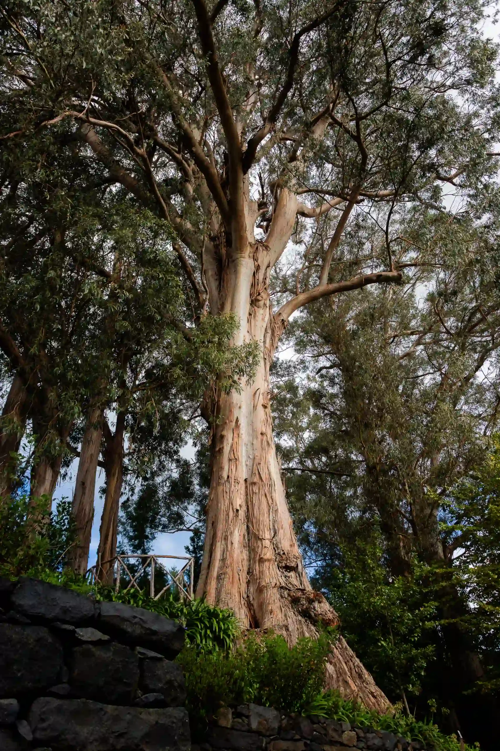 &Aacute;rvores altas com troncos grossos e folhagem verde densa ao fundo.