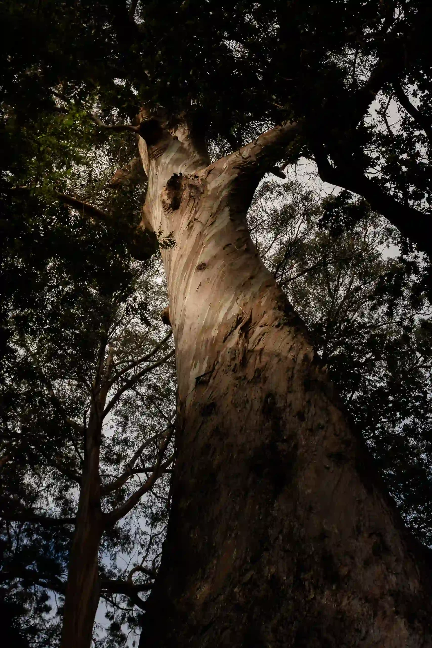 &Aacute;rvore alta vista de baixo, com folhas verdes e tronco robusto.