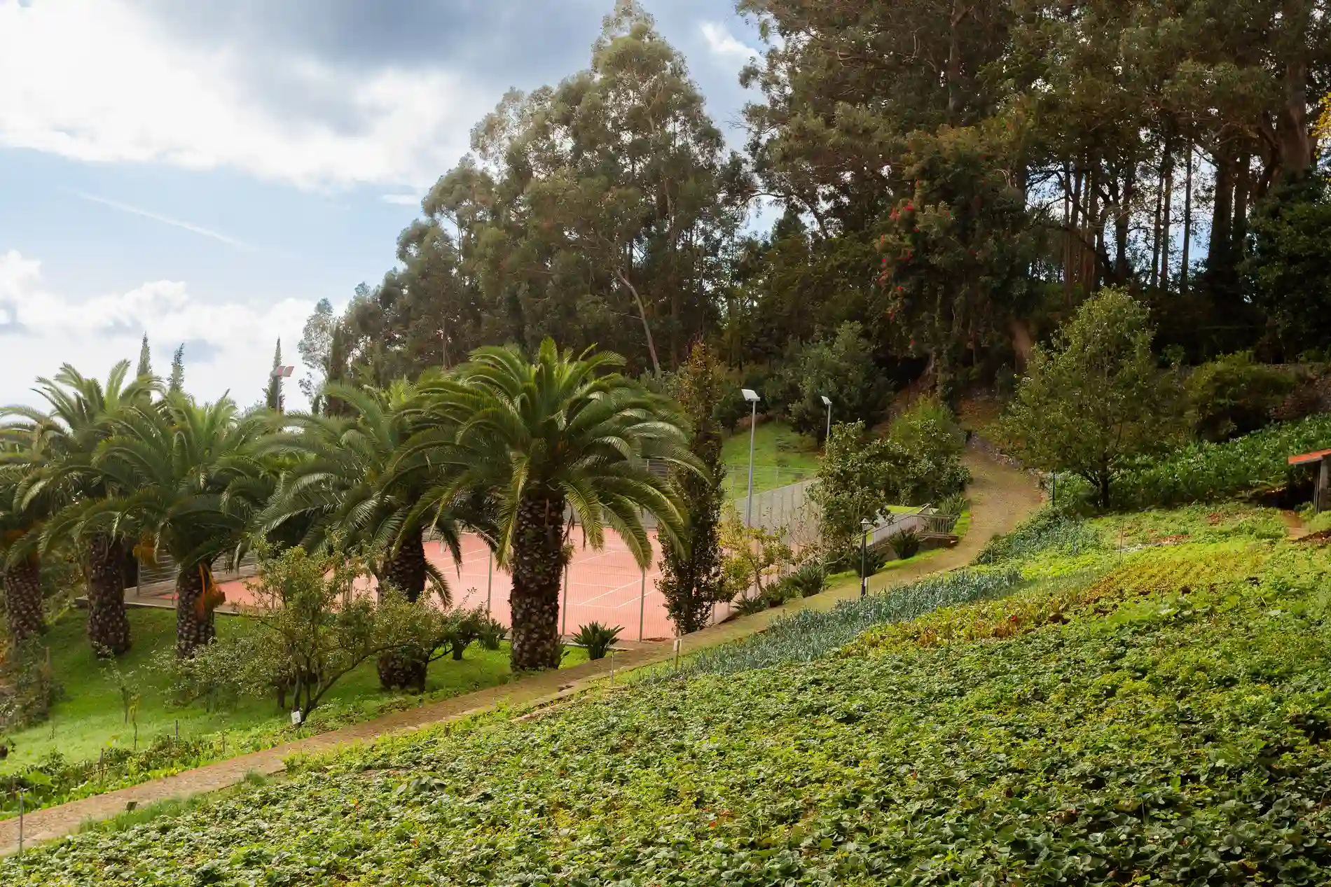 Campo de t&ecirc;nis ao lado de palmeiras e vegeta&ccedil;&atilde;o densa.