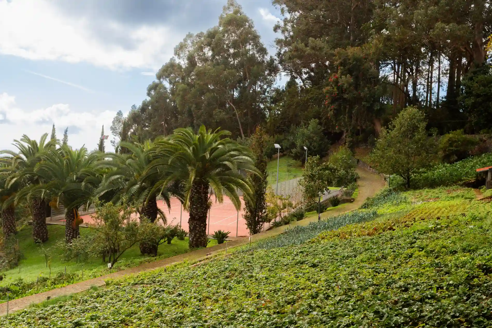 Quadra de t&ecirc;nis cercada por palmeiras e gramado em um bosque.