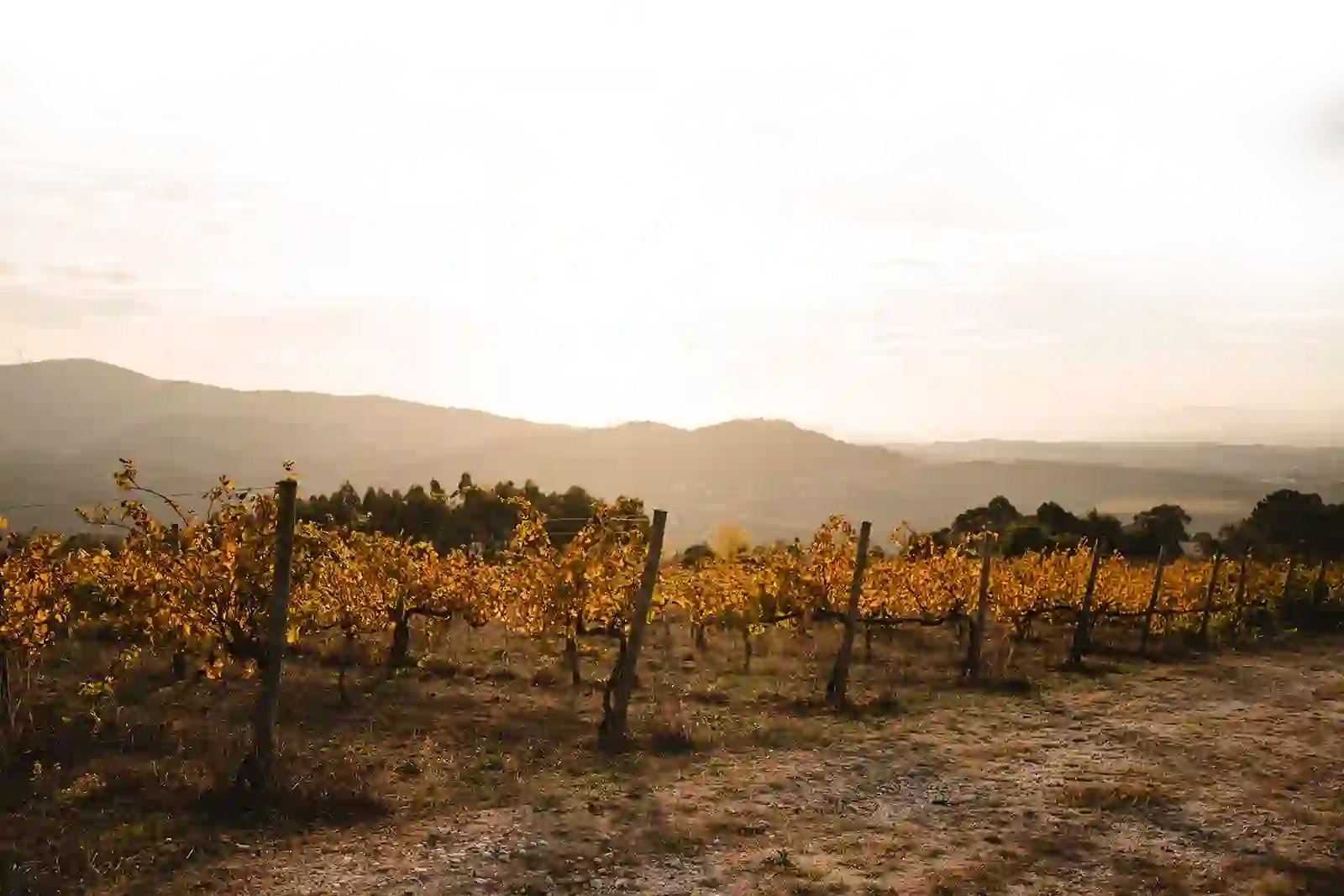 Vinhedo ao p&ocirc;r do sol com montanhas ao fundo.