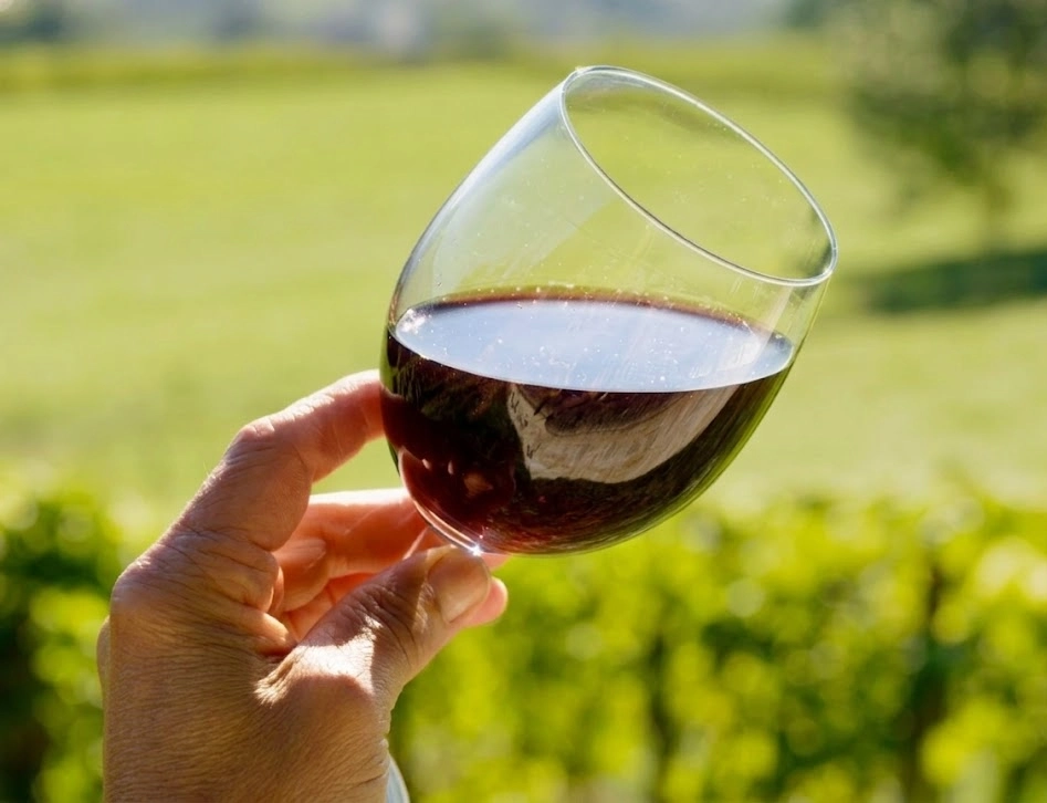 M&atilde;o segura ta&ccedil;a com vinho tinto e fundo de vinhedo desfocado