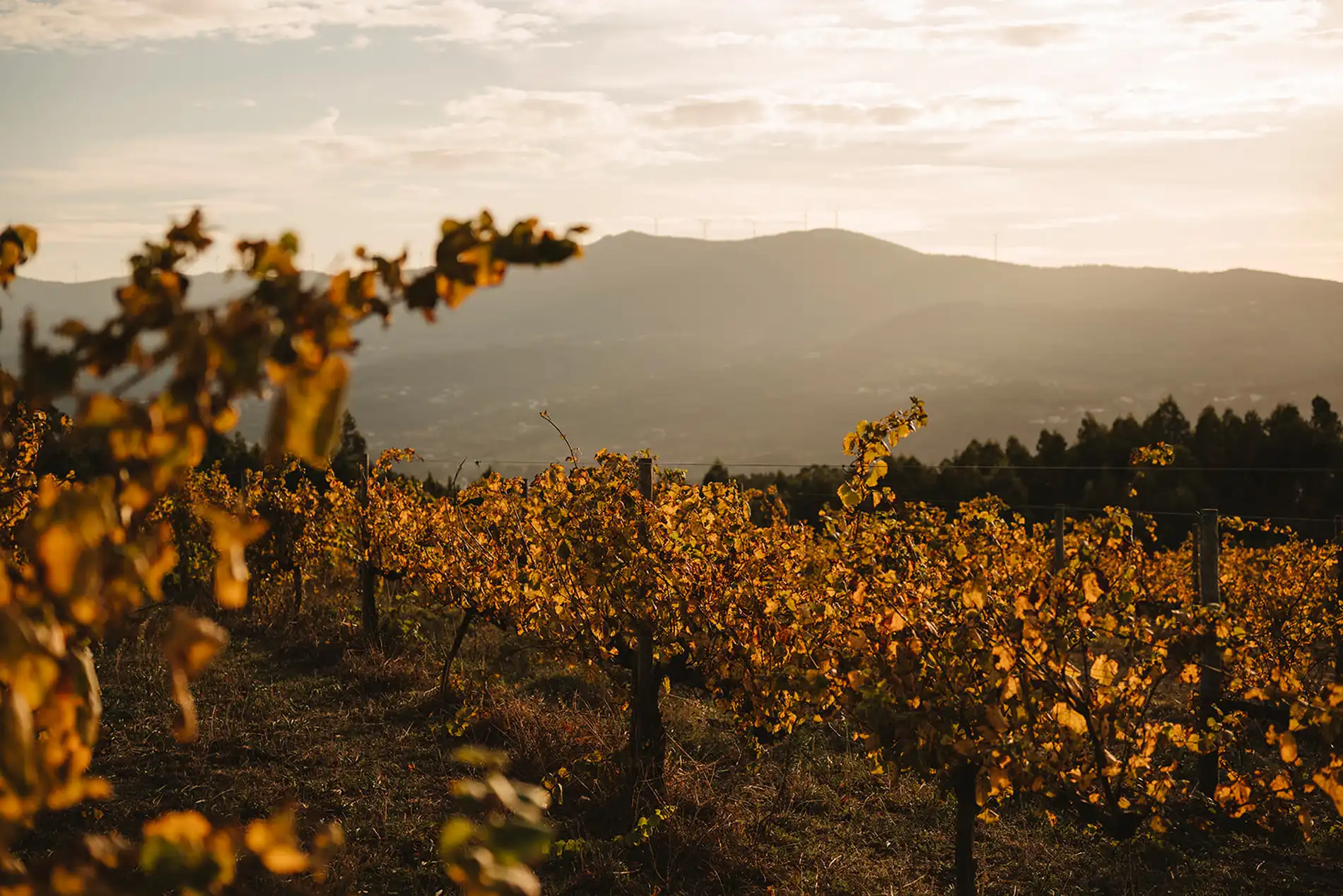 Vinhedo dourado ao entardecer com colinas ao fundo.